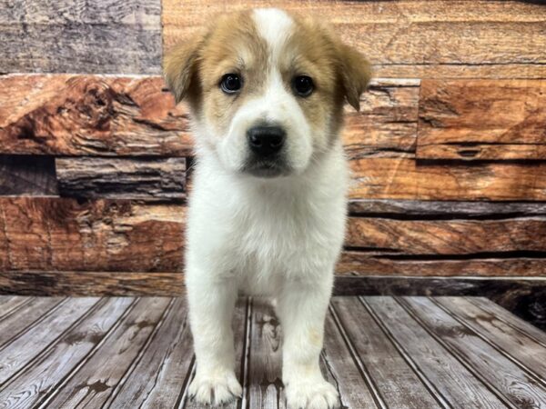 Great Pyrenees/Border Collie-DOG-Male-White / Red Fawn-1104-Petland Nashville, Tennessee