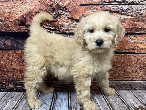 Miniature Goldendoodle-DOG-Male-golden-1095-Petland Nashville, Tennessee