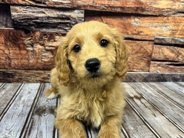 Miniature Goldendoodle-DOG-Female-golden-1096-Petland Nashville, Tennessee