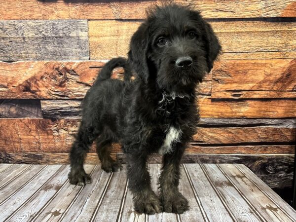 Labradoodle 2nd Gen-DOG-Male-Black and Apricot-1103-Petland Nashville, Tennessee