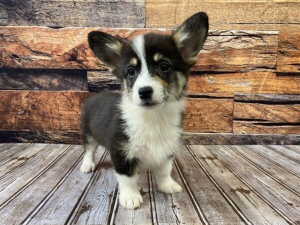 Pembroke Welsh Corgi-DOG-Female-blk-1060-Petland Nashville, Tennessee