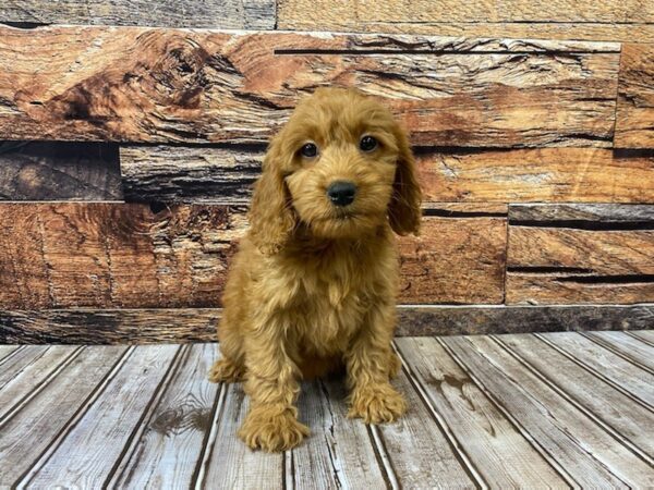 Miniature Goldendoodle-DOG-Female-Dark Red-1105-Petland Nashville, Tennessee