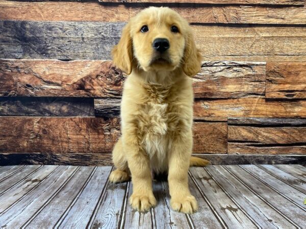 Golden Retriever-DOG-Male-Golden-1073-Petland Nashville, Tennessee