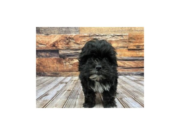 Shihpoo-DOG-Female-blk-1092-Petland Nashville, Tennessee