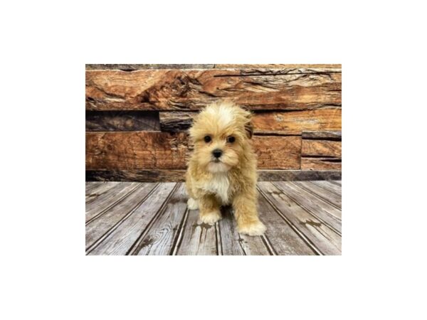 Shihpoo-DOG-Female-apricot-1091-Petland Nashville, Tennessee