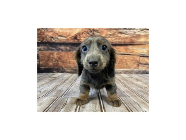 Dachshund-DOG-Female-blue-1102-Petland Nashville, Tennessee