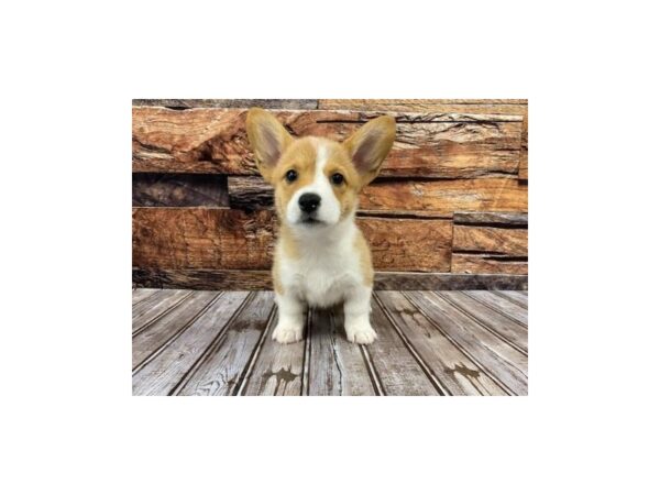 Pembroke Welsh Corgi-DOG-Female-Brown / White-1075-Petland Nashville, Tennessee