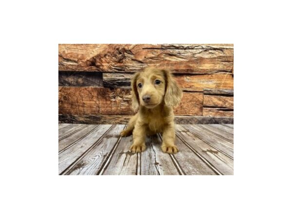 Dachshund-DOG-Male-cream-1100-Petland Nashville, Tennessee
