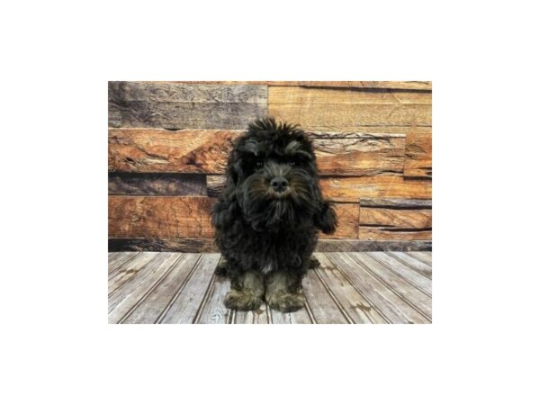 Cockapoo-DOG-Female-Black-1035-Petland Nashville, Tennessee