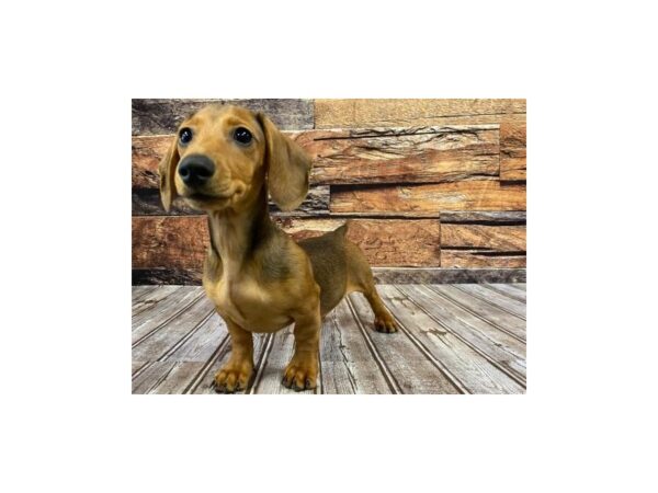 Dachshund-DOG-Female-Red Sable-1045-Petland Nashville, Tennessee
