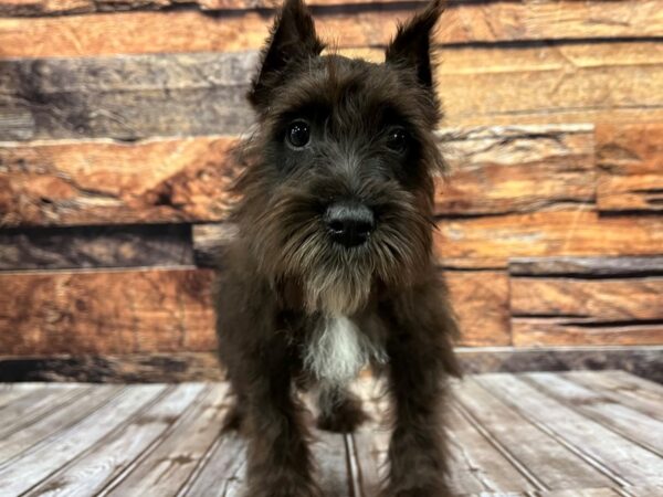 Miniature Schnauzer-DOG-Male-Black-1056-Petland Nashville, Tennessee