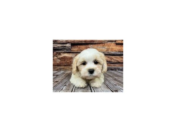 Shih Tzu/Bichon Frise-DOG-Male--1115-Petland Nashville, Tennessee