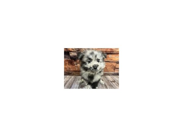 Pomeranian-DOG-Male--1116-Petland Nashville, Tennessee