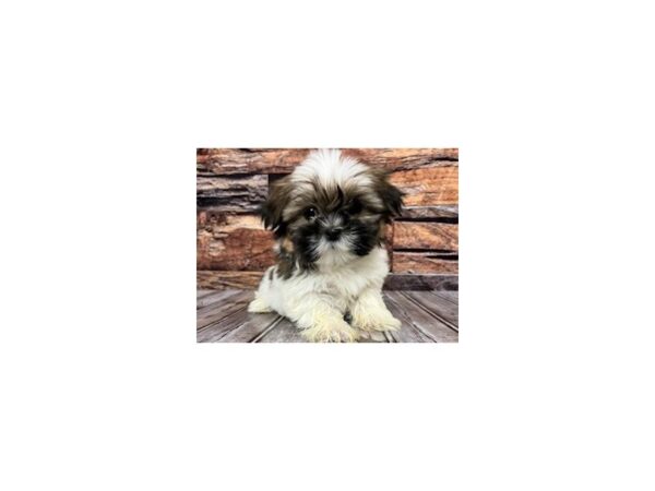 Shih Tzu-DOG-Female-brown/white-1126-Petland Nashville, Tennessee