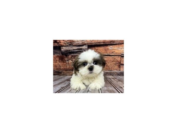 Shih Tzu-DOG-Male-brown/white-1125-Petland Nashville, Tennessee