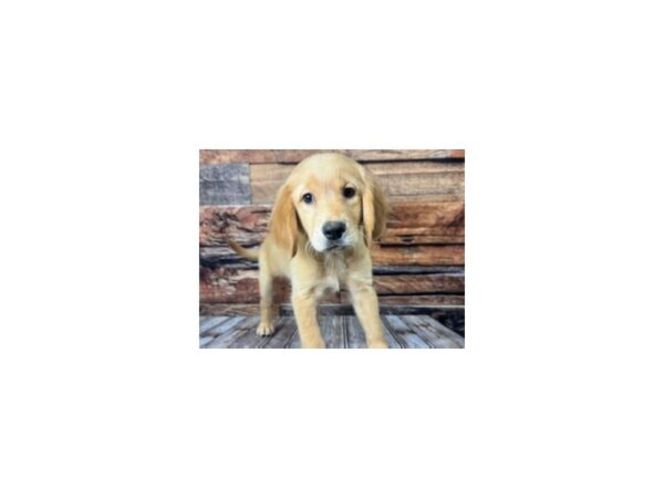 Golden Retriever-DOG-Female-Dark Golden-1122-Petland Nashville, Tennessee