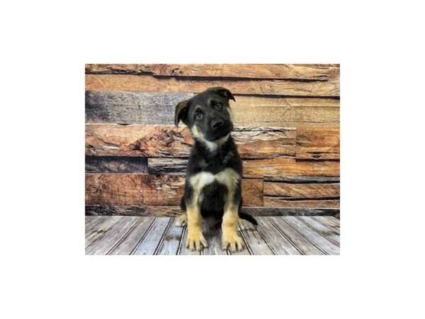 German Shepherd Dog-DOG-Male-Black / Tan-1114-Petland Nashville, Tennessee