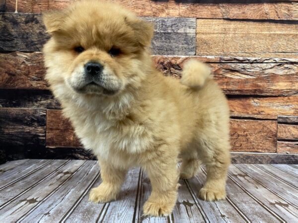 Chow Chow-DOG-Male-Red-1128-Petland Nashville, Tennessee