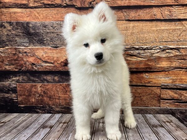 Samoyed-DOG-Female--1117-Petland Nashville, Tennessee