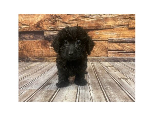 Doxy-Poo DOG Male black 1142 Petland Nashville, Tennessee
