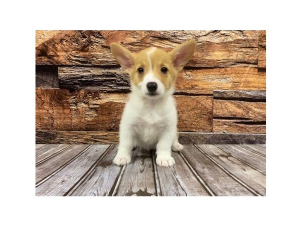Pembroke Welsh Corgi-DOG-Female-Sable / White-1144-Petland Nashville, Tennessee