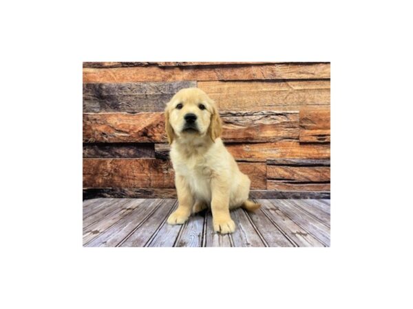Golden Retriever-DOG-Male-light gold-1140-Petland Nashville, Tennessee