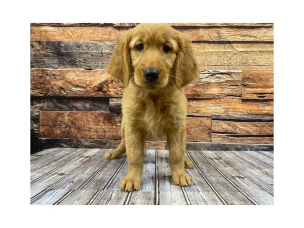 Golden Retriever-DOG-Female-dark gold-1139-Petland Nashville, Tennessee