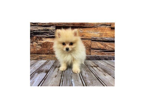 Pomeranian-DOG-Female-cream-1143-Petland Nashville, Tennessee
