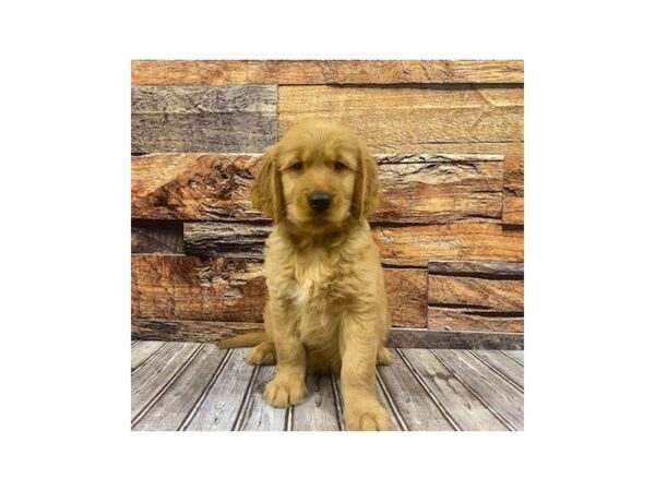 Golden Retriever-DOG-Male-dark gold-1138-Petland Nashville, Tennessee