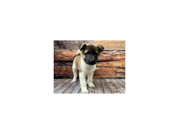 Akita-DOG-Female-sable/white-1146-Petland Nashville, Tennessee