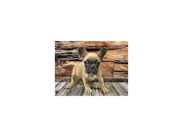 French Bulldog-DOG-Male-Blue Fawn-1149-Petland Nashville, Tennessee