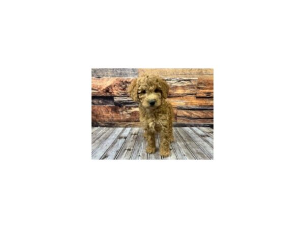 Miniature Goldendoodle-DOG-Female-red-1148-Petland Nashville, Tennessee