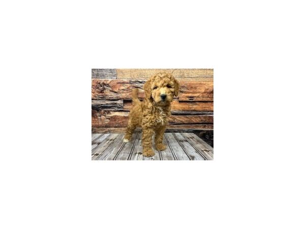 Miniature Goldendoodle-DOG-Male-red-1147-Petland Nashville, Tennessee