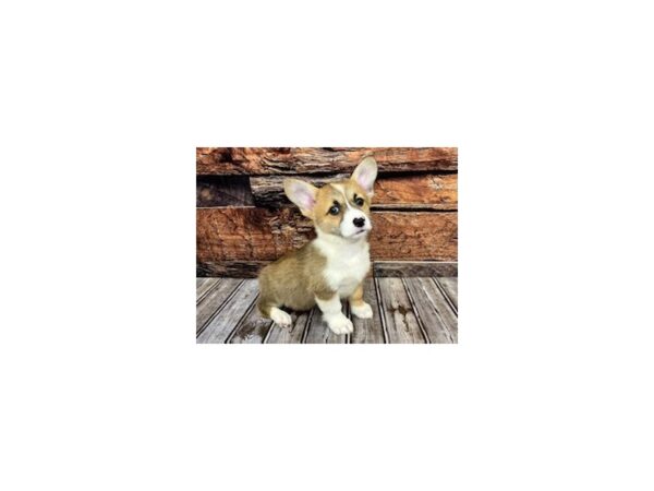 Pembroke Welsh Corgi-DOG-Female-tri-1153-Petland Nashville, Tennessee