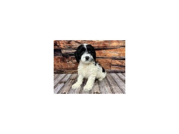 Cockapoo DOG Male blk/wht 1152 Petland Nashville, Tennessee
