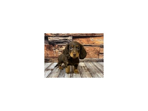 Dachshund-DOG-Female-choc/tan-1154-Petland Nashville, Tennessee