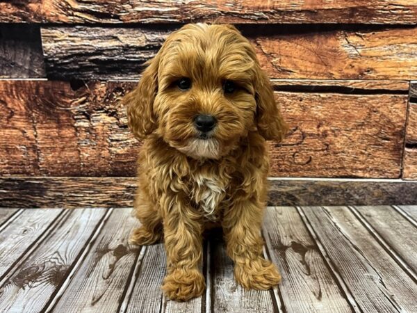 Cavapoo DOG Male apricot 1155 Petland Nashville, Tennessee