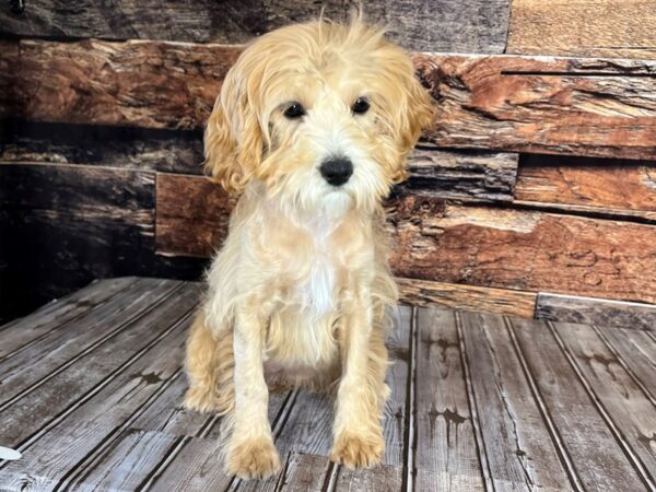 Cock A Poo-DOG-Female-Apricot-1106-Petland Nashville, Tennessee