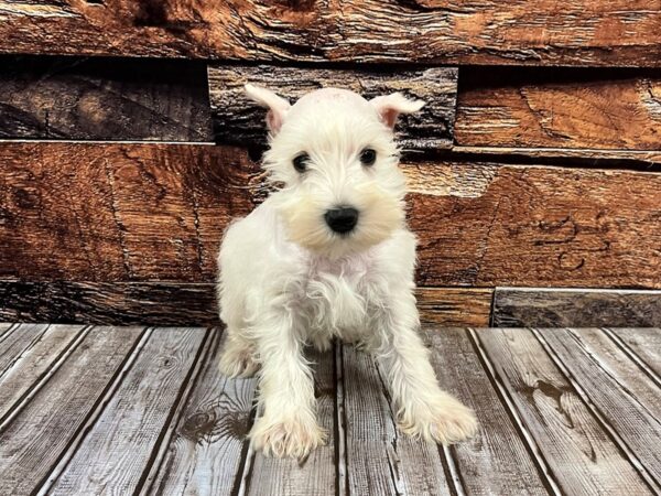 Miniature Schnauzer DOG Female White 1162 Petland Nashville, Tennessee