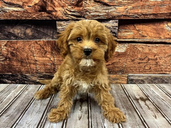 Cavapoo-DOG-Male-Red-1159-Petland Nashville, Tennessee