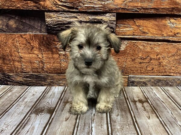 Schnoodle-DOG-Male-Brown-1161-Petland Nashville, Tennessee