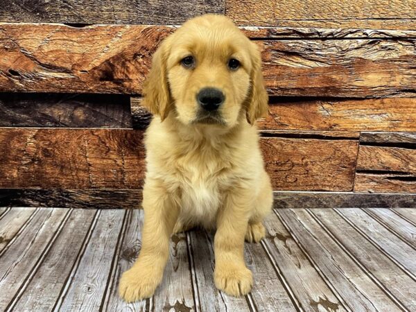 Golden Retriever DOG Male golden 1163 Petland Nashville, Tennessee