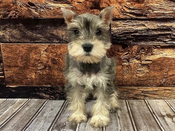 Miniature Schnauzer-DOG-Female-Salt / Pepper-1165-Petland Nashville, Tennessee