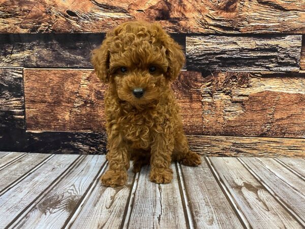 Cavapoo DOG Male red 1168 Petland Nashville, Tennessee