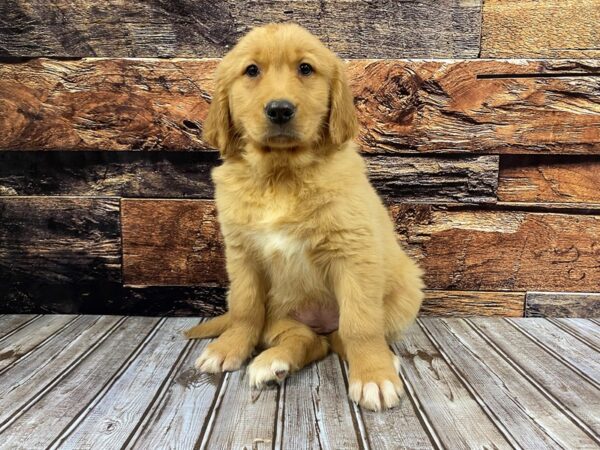 Golden Retriever-DOG-Female-golden-1167-Petland Nashville, Tennessee