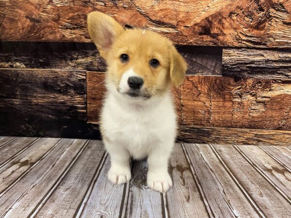 Pembroke Welsh Corgi-DOG-Female-Red / White-1170-Petland Nashville, Tennessee