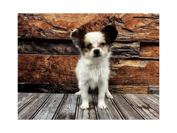 Papillon-DOG-Female-White and Red-1175-Petland Nashville, Tennessee