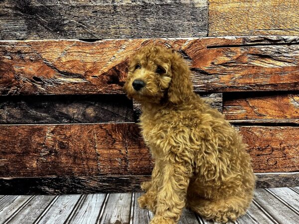 Miniature Goldendoodle DOG Male golden 1182 Petland Nashville, Tennessee