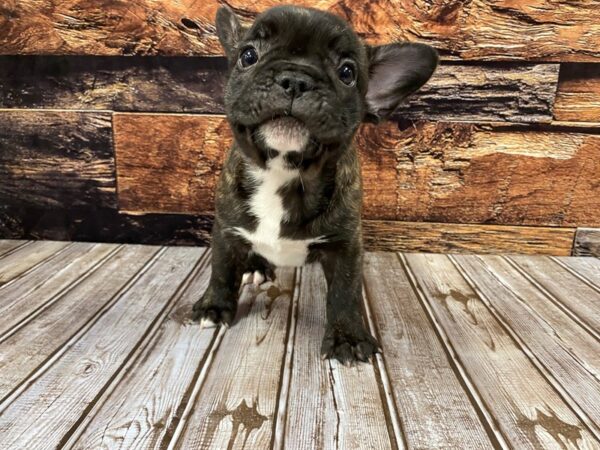 French Bulldog-DOG-Male-brindle-1190-Petland Nashville, Tennessee