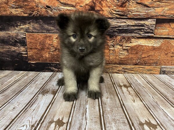 Keeshond DOG Female blk/silver 1187 Petland Nashville, Tennessee